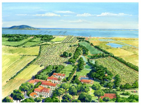 Vingård direkte ved Middelhavet Vingård direkte ved Middelhavet